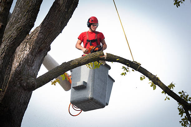 Best Palm Tree Trimming  in Lambertville, MI