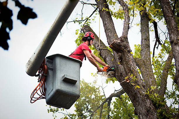 How Our Tree Care Process Works  in  Lambertville, MI